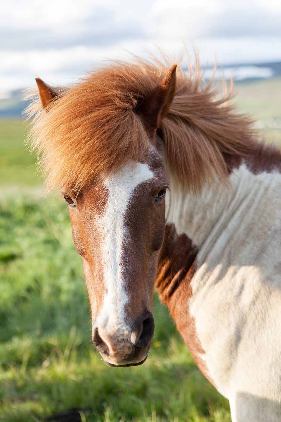 A pinto horse with a flaxen forelock, close up.