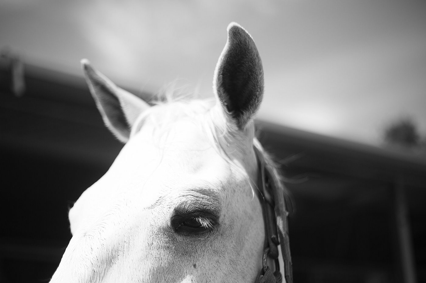 A white horse's head and ear in black and white.