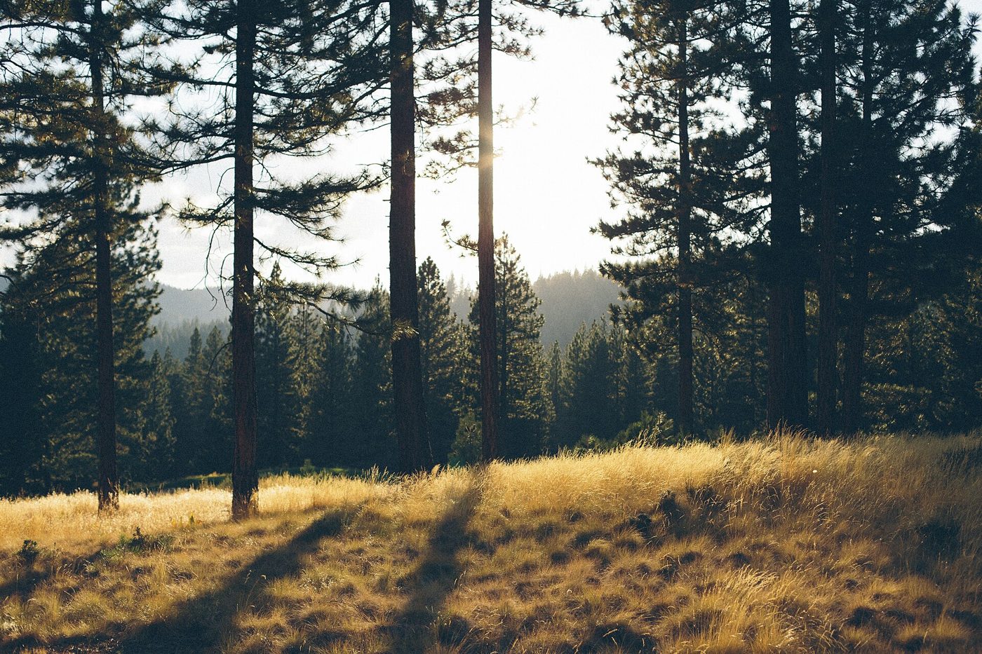 Low sun through pines onto dry grass.