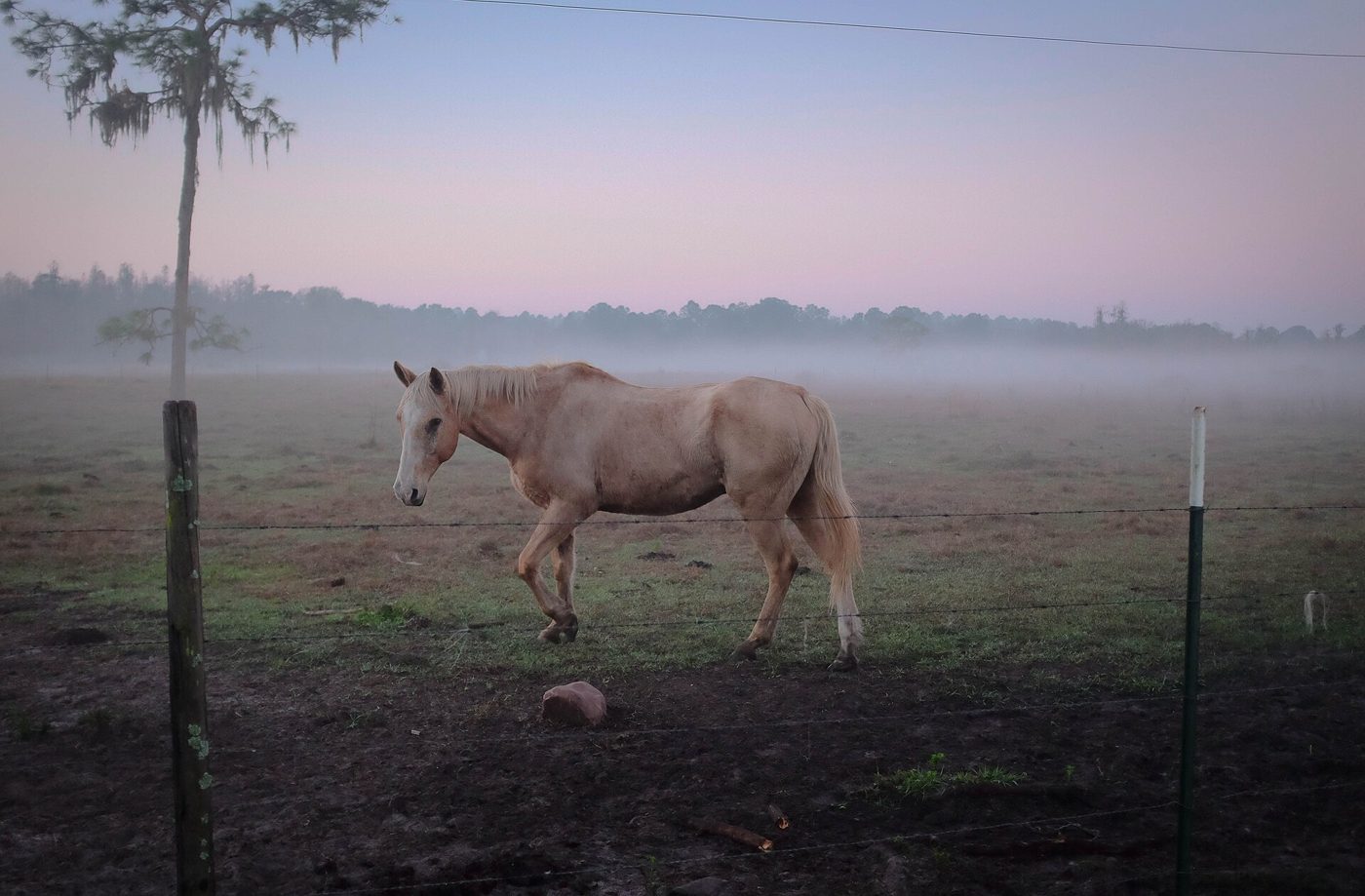 A palomino in morning fog, framed in dark walnut.