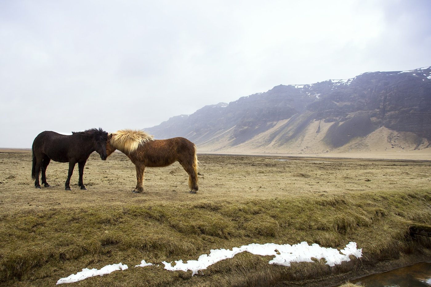 Two horses standing head to head on open range below mountains.